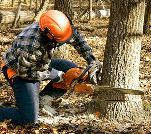 Tree Removal in Cedar, MI